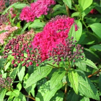 Спирея (Spiraea) японская Дартс Ред 2л h15-20 1шт