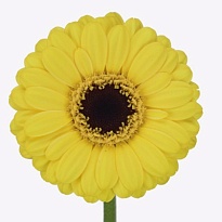 Гербера mini Sunshine 60 шт