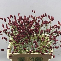 Кровохлебка Red Dream 10шт