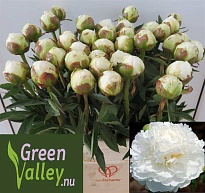 Пион Fringed Ivory 5шт