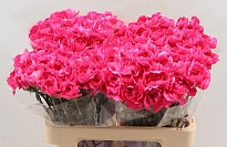 Гвоздика Cherry Damascus 20шт