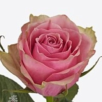 Роза Athena Royale дл.40 20шт