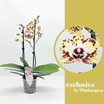 Орхидея Фален. Дейзи 2ст d12 h50 10шт