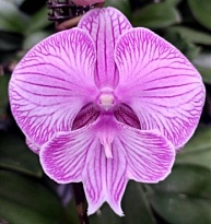 Орхидея Фален. Ромблон 1ст d10 h50-60 10шт