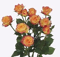 Роза кустовая Land Of Fire дл.70 10шт