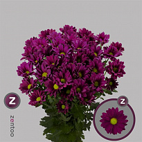 Хризантема кустовая Purple Star Zentoo 5шт
