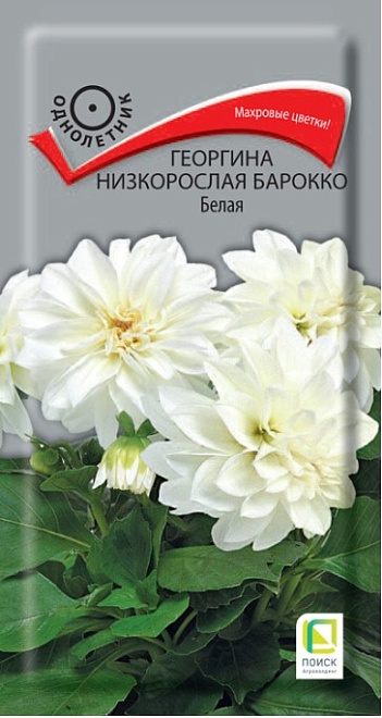 Георгина низкорослая Барокко Белая 0,1г /Поиск