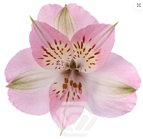 Альстромерия E.q.r. Ecuatoroses Dubai Net дл.80 10шт