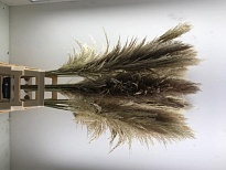 Кортадерия дл.100 5шт