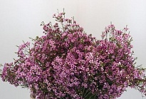 Хамелациум (Wazfl) Fuchsia Pride 5шт