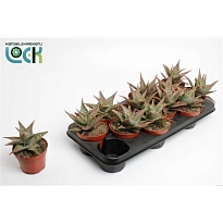 Алоэ Карола d10 h15 9шт