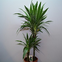 Драцена Варнески 3Д d24 h140 1шт