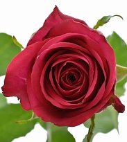 Роза Enkasiti Ace Cerise дл.50 10шт