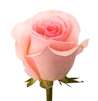 Роза Equa Garden Novia дл.60 25шт