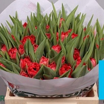 Тюльпан Double Twist 50 шт