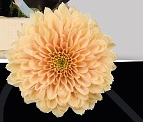 Хризантема сантини Miller Salmon 25шт