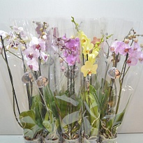 Орхидея Фален. Экстра микс 2 ст d12 h65 10шт