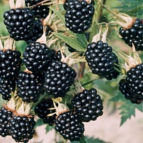 Ежевика Торнфри/Цв.Кор 1шт