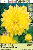 Георгина Американ Сан декор. 1шт*