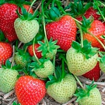 Земляника Румба (ОКС) 5шт/кор
