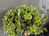 Фиттоспорум Green дл.60 10шт