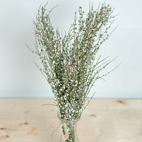 Джениста White 1пуч 