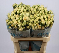 Роза кустовая Salinero дл.70 10 шт