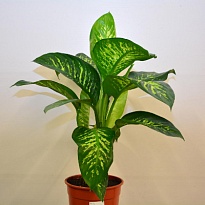 Диффенбахия Тропик Сноу d24 h90 1шт