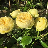 Роза Каталина спрей (ОКС) 1шт