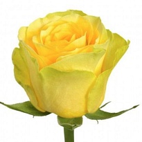 Роза Илиос одноголовая (МЦ) дл.50 20шт/уп