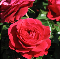Роза Imperial Rose (B.Topalovic) Мона Лиза флор. (ЗКС) 2л 1шт