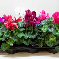 Цикламен микс d10 h20 10шт