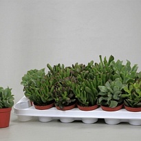 Крассула микс d10 h15 10шт