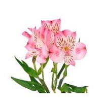 Альстромерия Yoliroses Light Pink 10шт