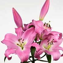 Лилия Tabledance 6+ 10шт