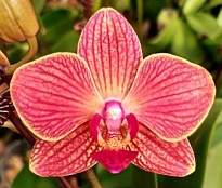 Орхидея Фален. Восход 1ст d12 h45 10шт