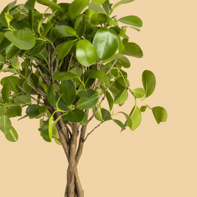 Фикус Мокламе Твист Стем d23 h110 1шт