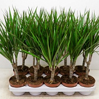 Драцена Марг. d12 h40 10шт