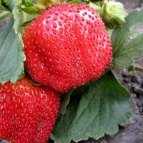 Земляника Чамора Турусси (стакан) 1шт