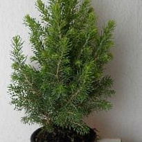 Ель (Picea) канадская Перфекта d19 h45 1шт