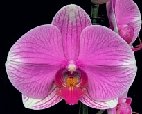 Орхидея Фален. Эстрелла 1ст d12 h70-80 10шт