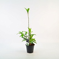 Драцена Суркулоза d12 h40 10шт