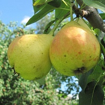 Дерево-сад Груша 3 сорта (Чижовская, Лада, Детская)/С