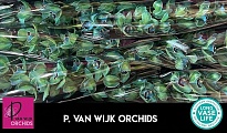 Орхидея Cymbidium крашеная Green*6 дл.80 1шт