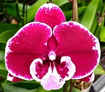 Орхидея Фален. Амаретто 1ст d10 h60-70 10шт