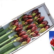 Гипеаструм Double Roma 1шт