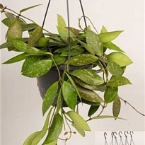 Хойя ханг d14 h15 6шт