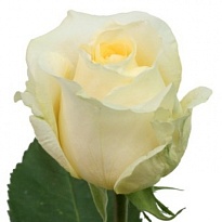 Роза Santino Creme de la Creme дл.50 25шт