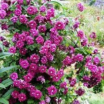 Клематис (Clematis) Плена Элеганс 2л 1шт