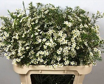 Хамелациум (Waxfl) Wedding Day 5шт